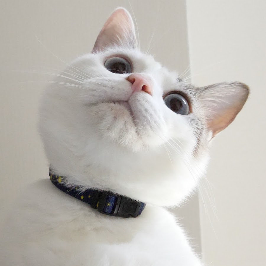 和菓子ねこ いぬch Youtube