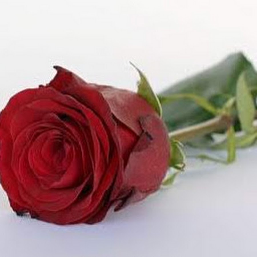 Good morning wishes inspiration. Good morning wishes inspiration. That rose is good. Good morning! red roses. That rose is good.