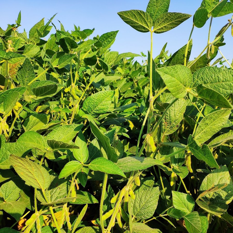 мараная соя. группа сои. узбекистанский соя. центр соя тбилисская. цекало кабаре дуэт академия.