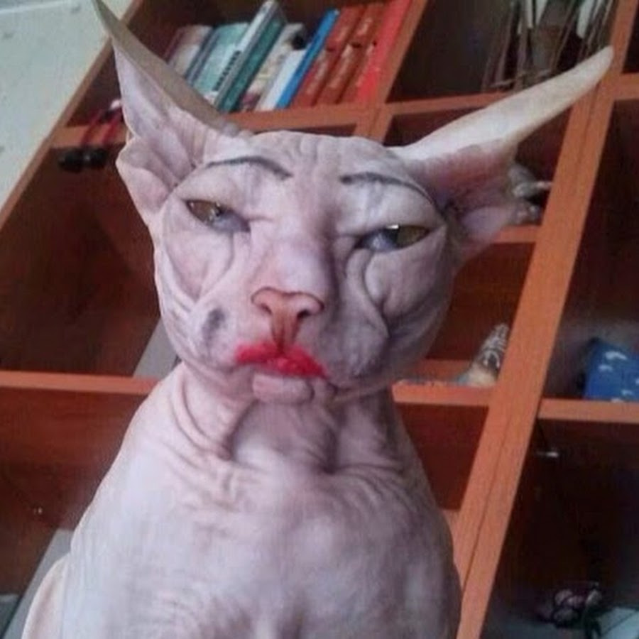 Смешные лысые коты