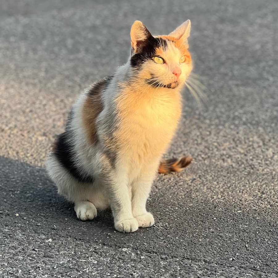 Тату мчс россии эскизы