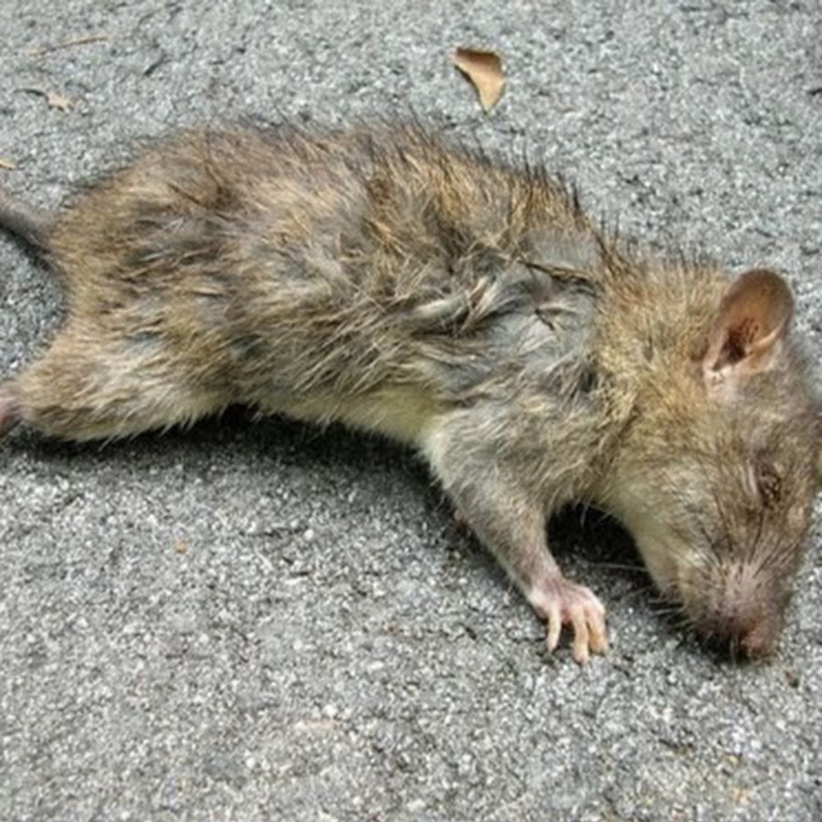 Дохлые крысы во сне к чему. Дохлые крысы во сне к чему. Дохлые крысы во сне к чему. Крысы мертвого дома. Приснилась дохлая крыса.