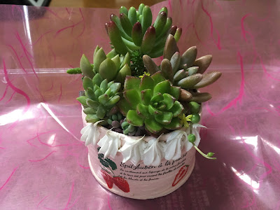 画像 セラミス 多肉 植物 175532-セラミス 多肉植物