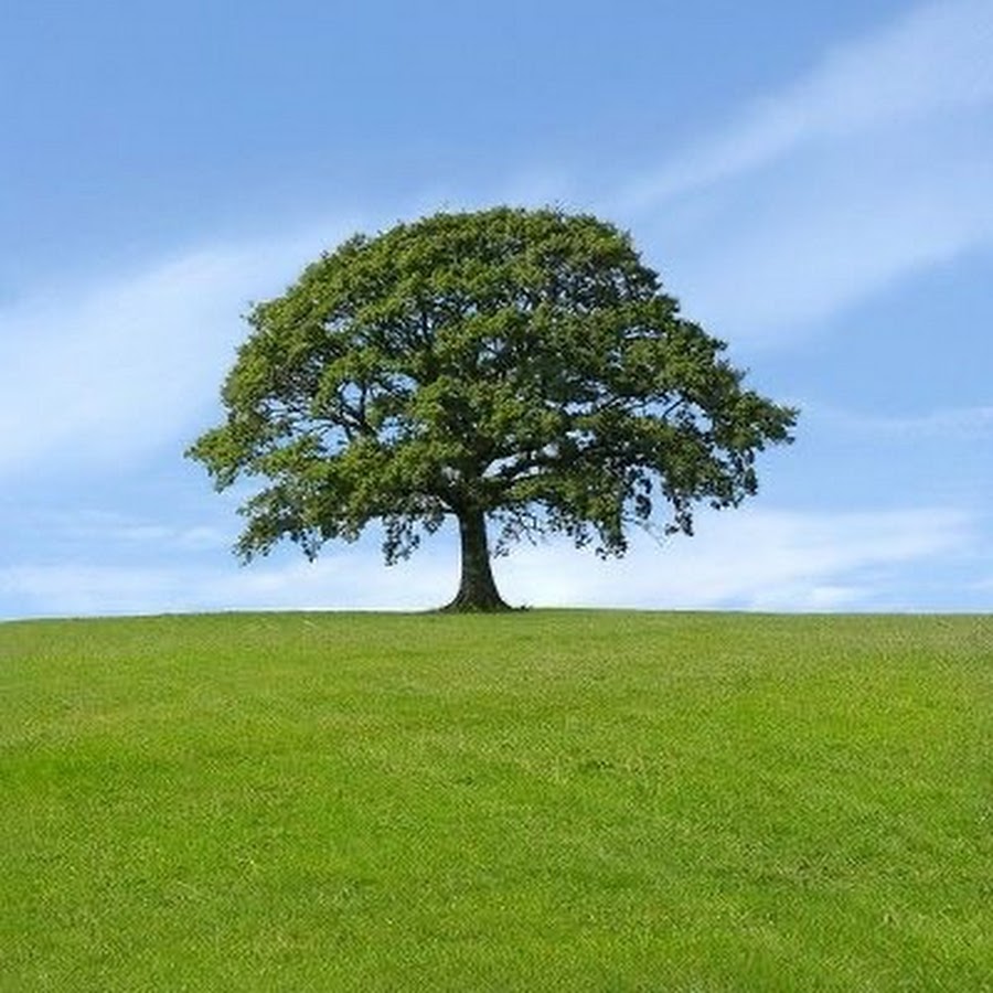 Дерево ис. Дуб дерево. Дерево символ Америки. Деревья символы стран. Многовековое красивое дерево дуб.