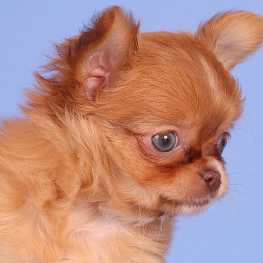 чихуахуа короткошерстные. чихуахуа королевская порода. чихуахуа с приплюснутой мордой. собака чихуахуа видео. собака чихуахуа видео.