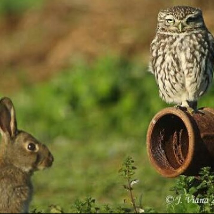 Гибрид зайца. Зайцы совы. Сова и кролик. Скрестить кролика и зайца. Зайцы совы.