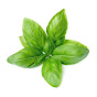 Quels sont les bienfaits des feuilles de basilic ?