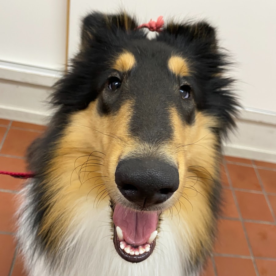 広島アニマルケア専門学校 Youtube