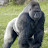 bmore gorillas