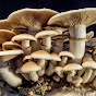 Big Fungus YouTube Profile Photo