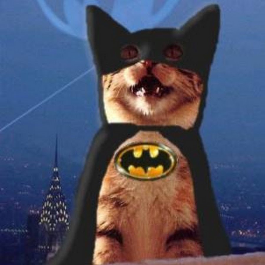 Кот бэтмен видео. Кот в костюме бэтмена. Костюм бэтмена для кошки. Костюм бэтмен для кота. Котик бэтмен.