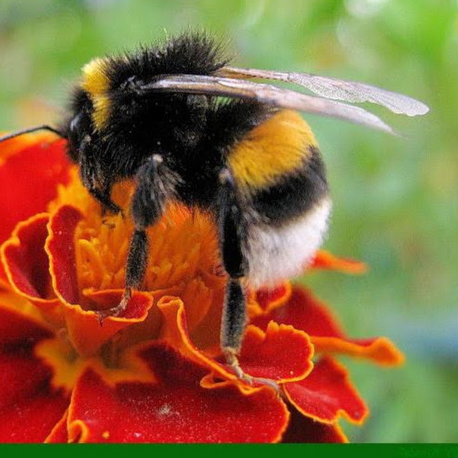 Картинка шмеля крупным планом