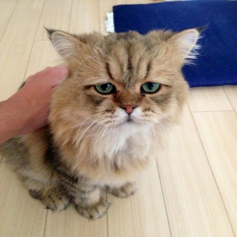 Кота ругают