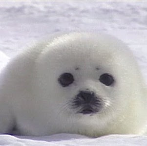 25 ++ bébé phoque 320579-Bébé phoque dessin animé