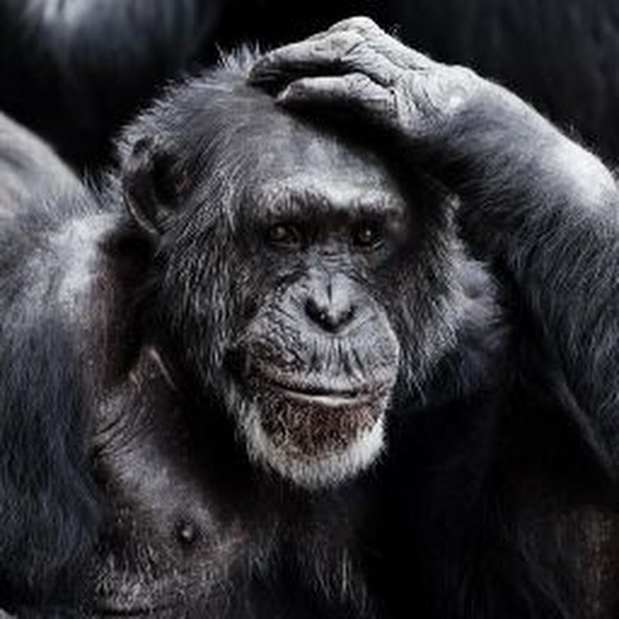 Картина обезьяна держится за голову