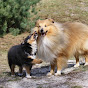 Atocha Shelties - @SheltiesofAtocha YouTube Profile Photo