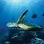 OceanProduction - @OceanProduction YouTube Profile Photo