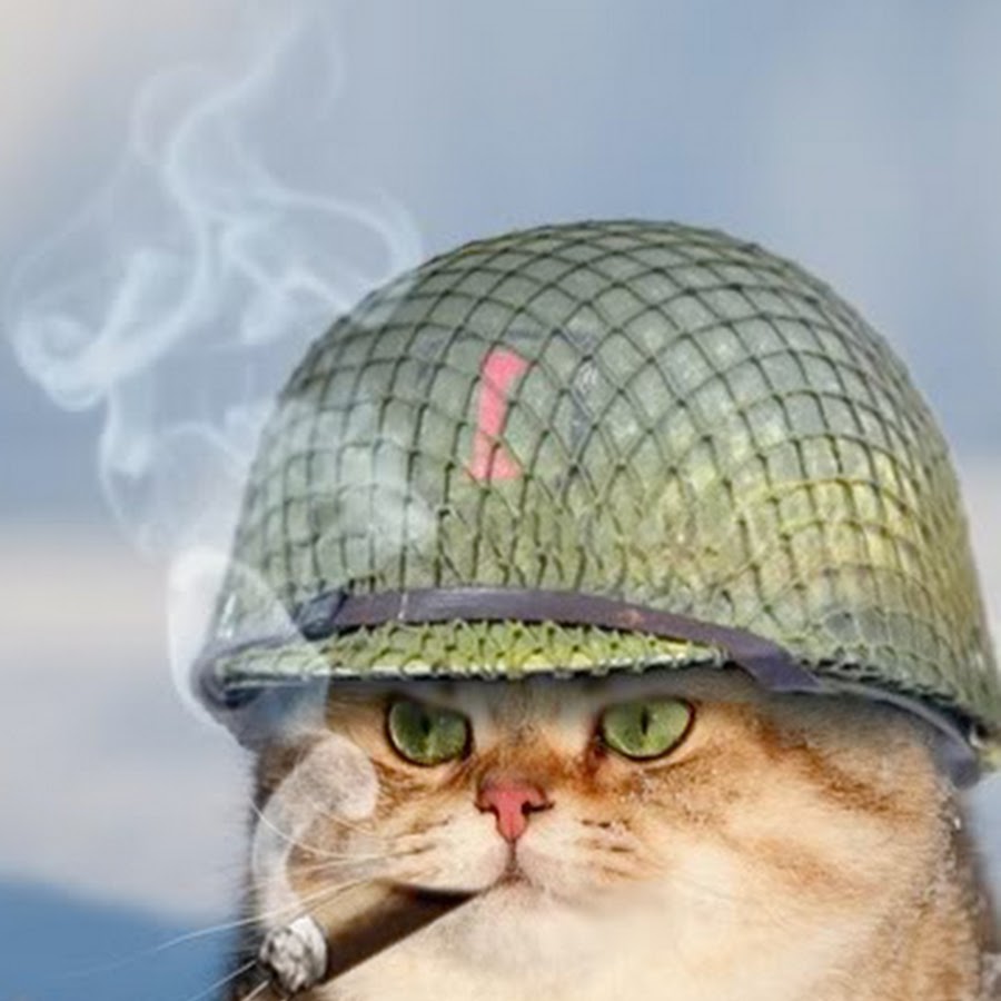 Кот в каске