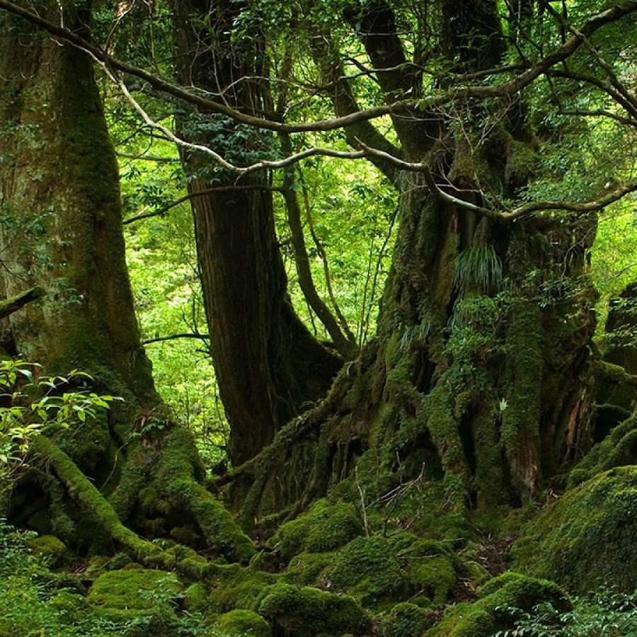 Обои джунгли. Деревья в tropical rainforest. Джунгли горизонтальное. Джунгли. Тропа в джунглях.