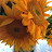 Rebecca Moore Avatar