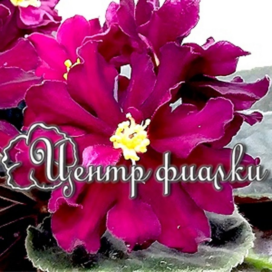 Магазин Центр Фиалки