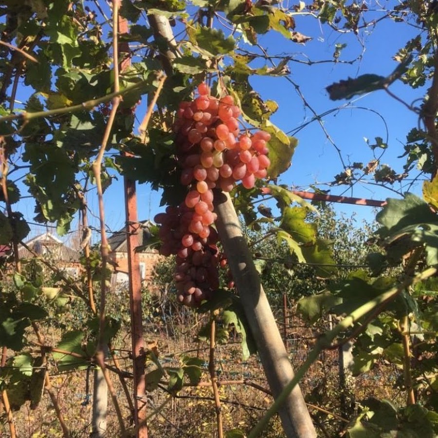 Авито виноградов. Купить саженцы винограда в Ставропольском крае на авито.