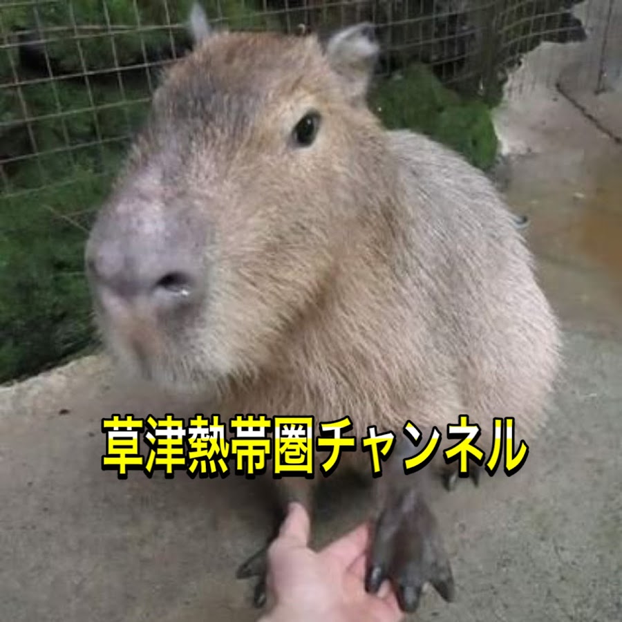 草津熱帯圏チャンネル Youtube
