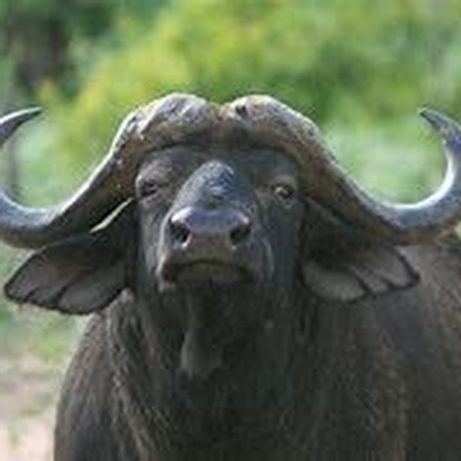 Тибетский буйвол