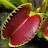 Dionaea floridensis