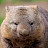Wandering Wombat