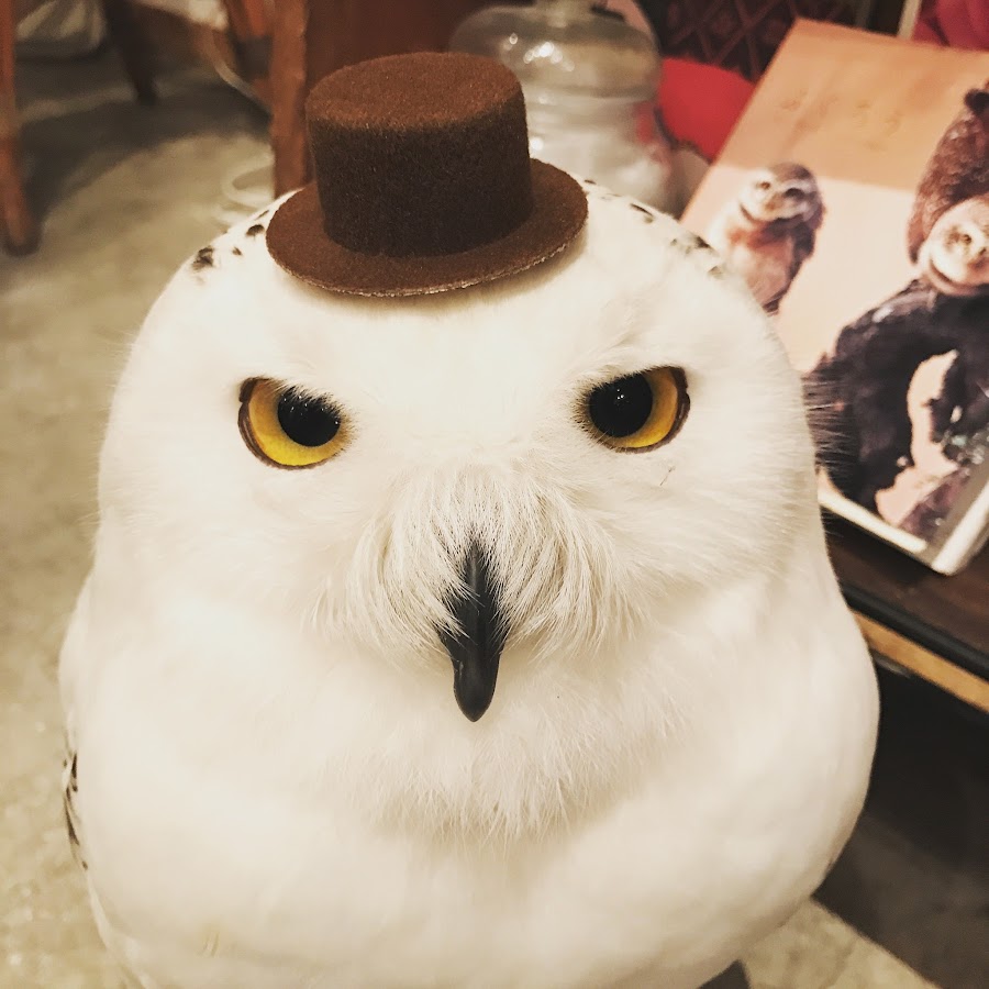 Owl Cafe Hoothoot Youtube