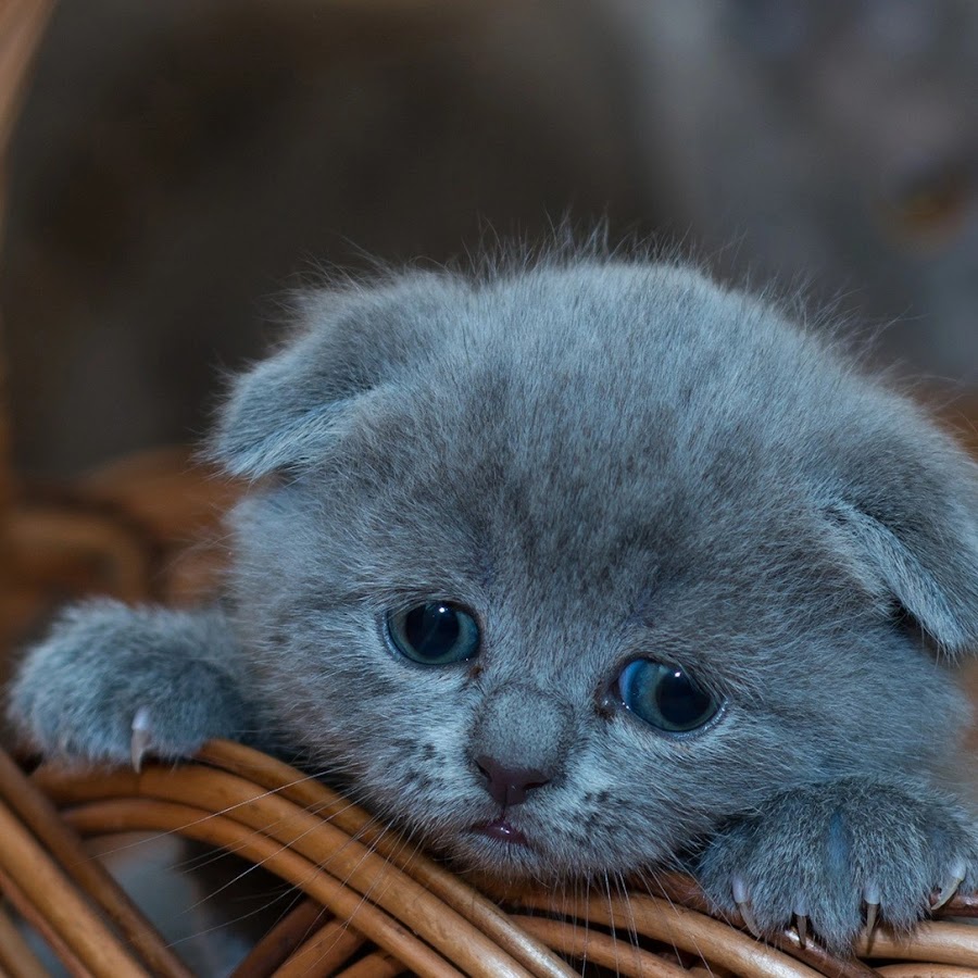 Милые маленькие котята вислоухие