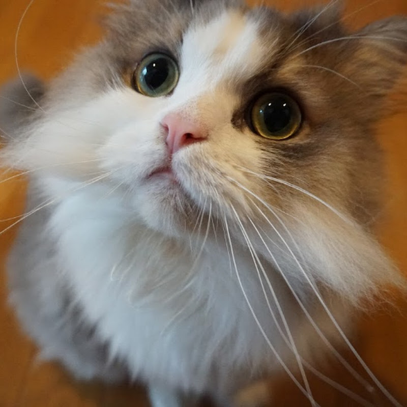 チェリ男 - 網紅的藏寶箱 