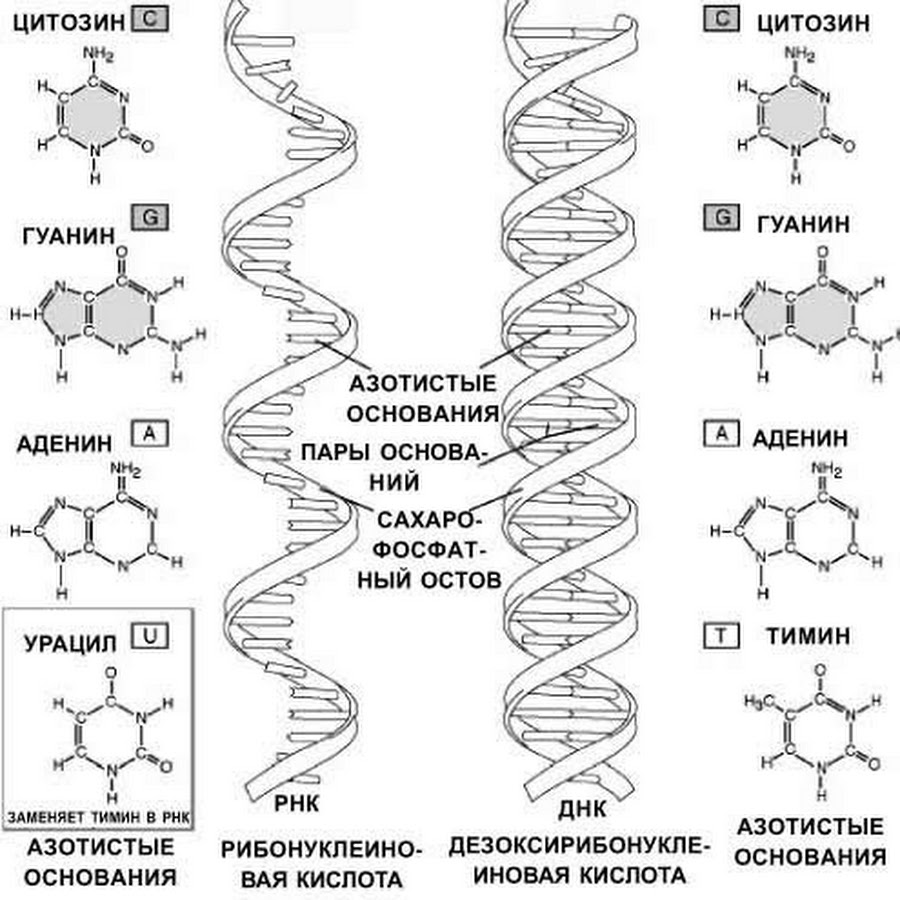 Молекулы рнк имеют структуру. РНК структура молекулы РНК. Структура ДНК И РНК. Структура молекулы ДНК И РНК. Схема строения ДНК И РНК схема.