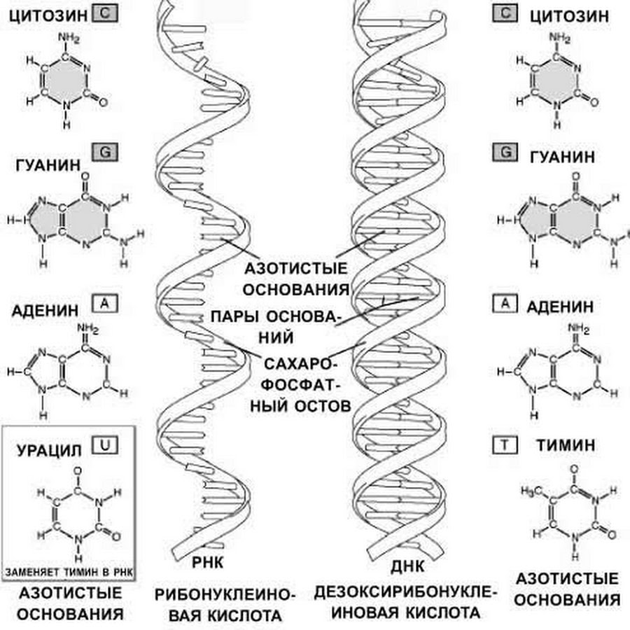 Состав нуклеиновых кислот днк