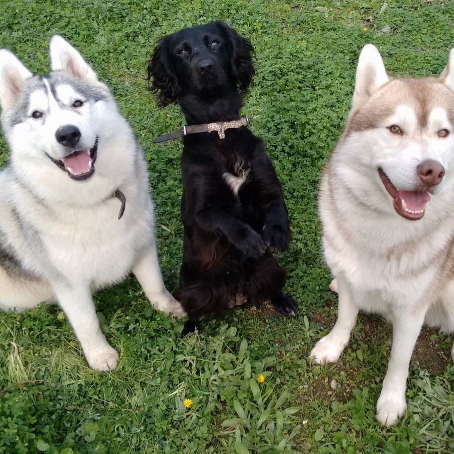 AKedOLQCHFZnlX9182GKvj4sulIZYGHCdOdGGVKo4sfQ=s900ckc0x00ffffffnorj