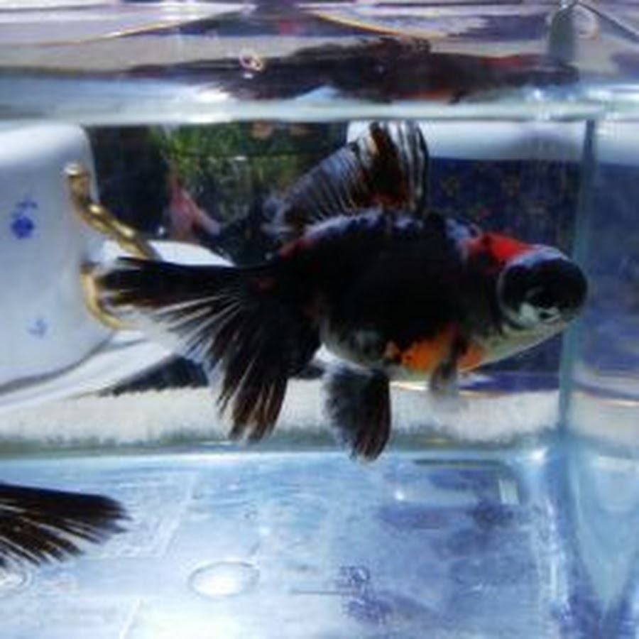 金魚屋よこいち Youtube