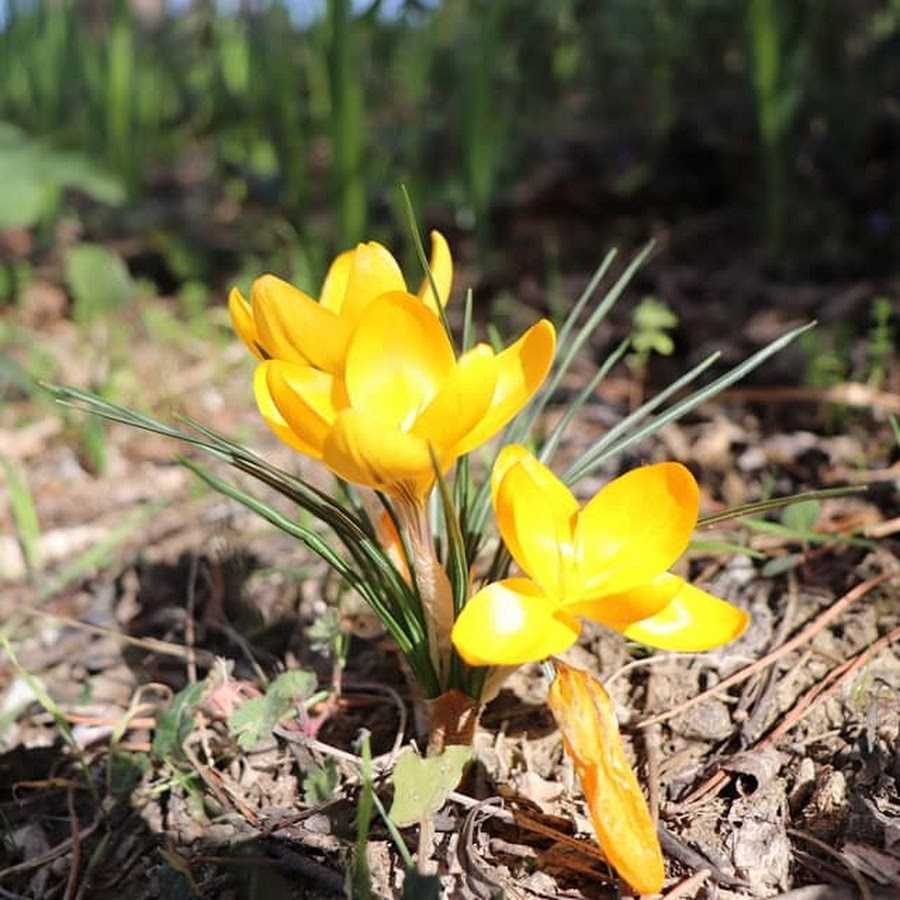 中部イタリア田舎暮らし Youtube