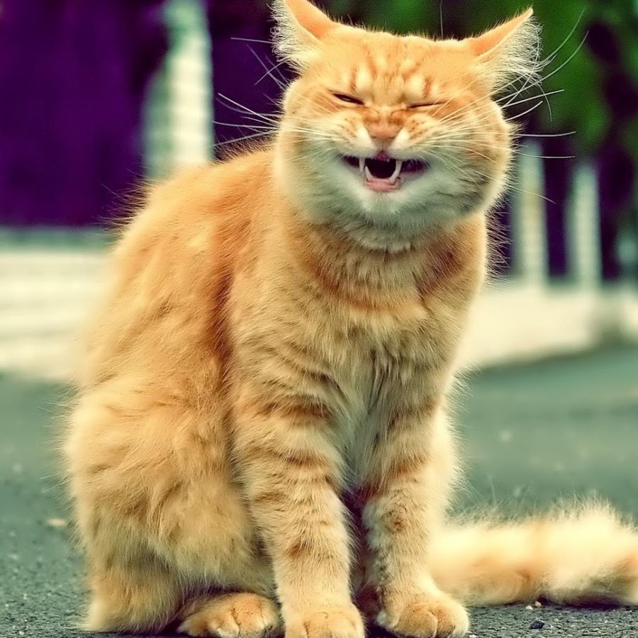 Рыжий кот
