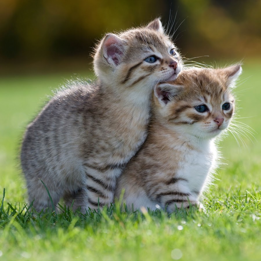 картинки с милыми котятами на природе