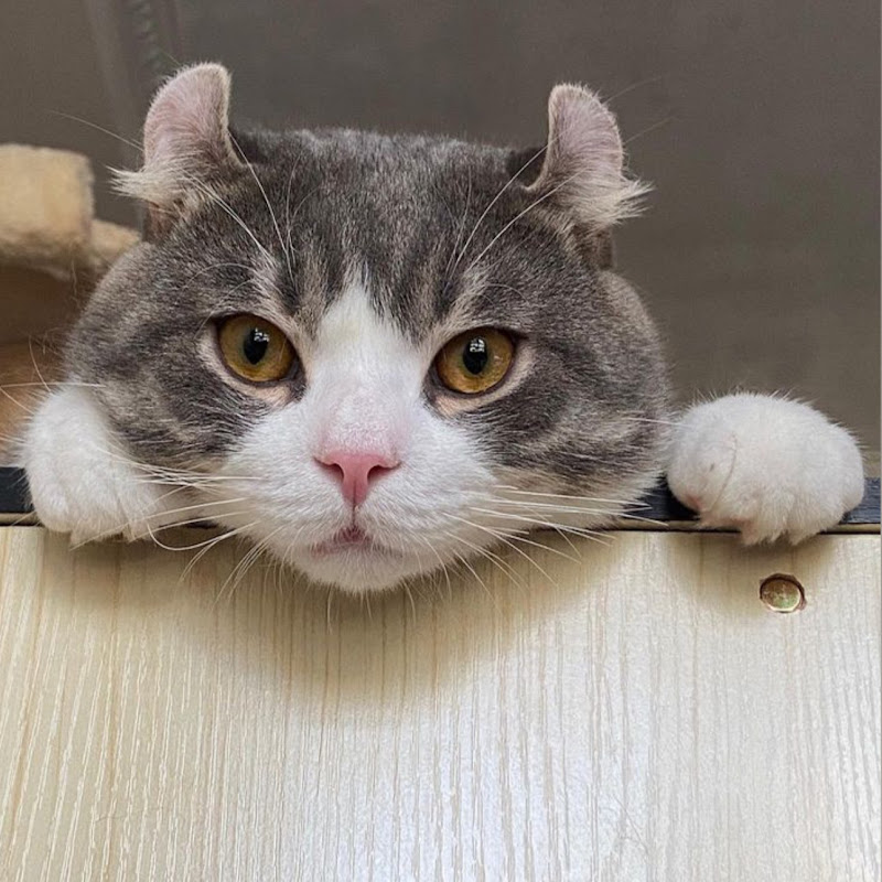 可樂霏霏 - 網紅的藏寶箱 