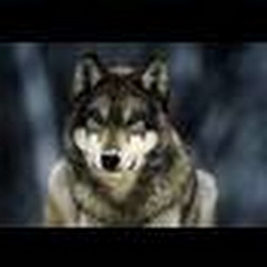 Волк слабее льва и тигра но волк в цирке не выступает. Волк слабее льва но в цирке не выступает. Волк слабее. Волк слабее льва и тигра но. Волк слабее льва.