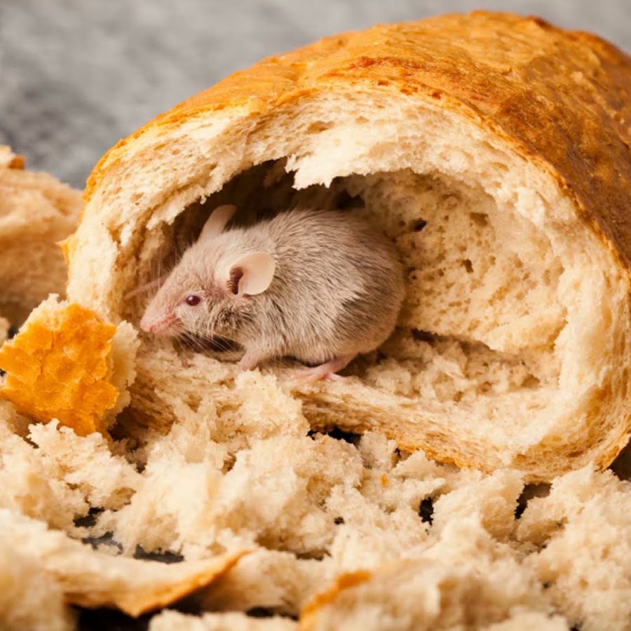 Мыши обгрызли. Мышиные в хлебе:. Мышата в хлебе. Мышь+сыр.