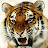Tiger Mask