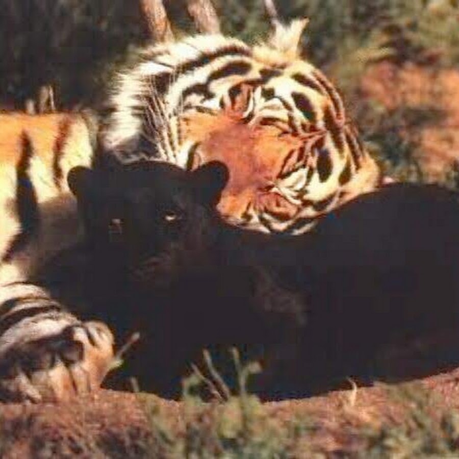 Тигр и кошка картинки