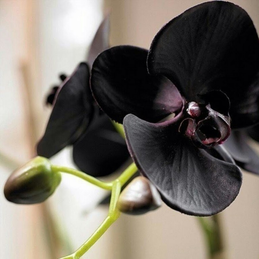Чёрная Орхидея (Phalaenopsis Black)