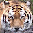 El Tigre