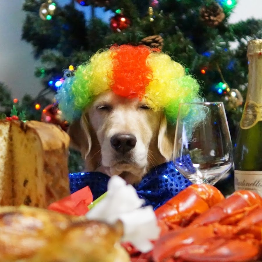 わさびちゃんちwasabichanchi Youtube