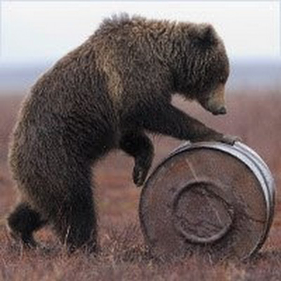 We bare bears funny. Свирепый медведь. Смешной медведь. Медведь гризли. Бой с медведем.