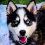 Quelle est le croisement d'un Pomsky ?